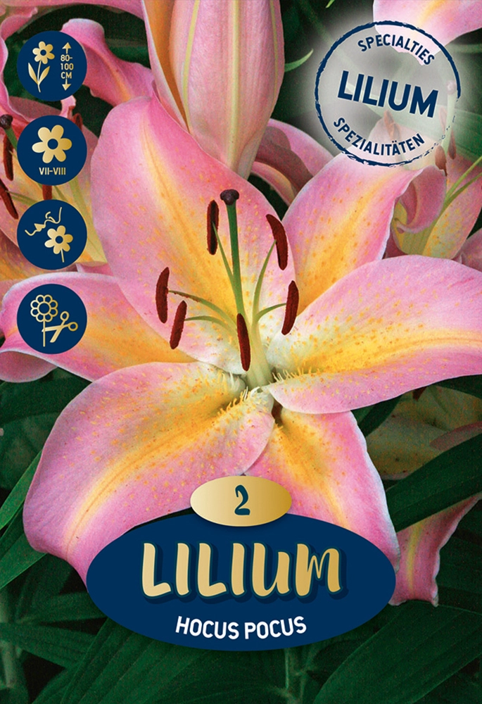 Lilien zwiebeln kaufen bei OBI
